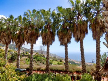 Funchal, Madeira 'ya tepeden bakan Shaggy Palm Trees Hattı