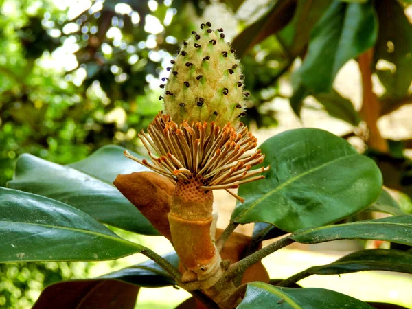 Nahaufnahme Der Frucht Einer Magnolia Grandiflora Alias Bullbay Oder Southern — Stockfoto