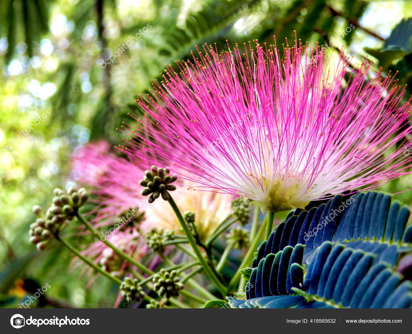 Flowers Persian Silk Tree Mimosa Albizia Julibrissin Stock Photo Image By C Plazaccameraman Flowers Persian Silk Tree Mimosa Albizia Julibrissin Stock Photo Image By C Plazaccameraman