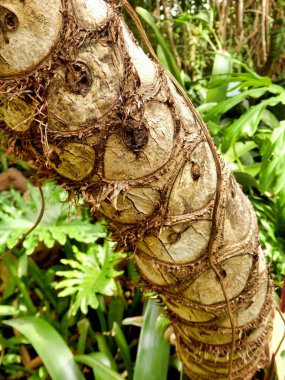 Ağaç Philodendron 'un yaprak izlerini kapat (Philodendron bipinnatifidum Schott)