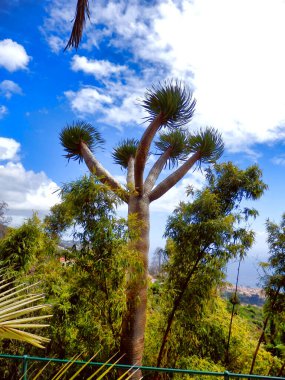 Olgun İspanyol Ejderha Ağacı (Dracaena draco))