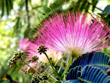 Flowers of the Persian Silk Tree or Mimosa (Albizia julibrissin) clipart