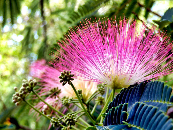 Flowers of the Persian Silk Tree or Mimosa (Albizia julibrissin)