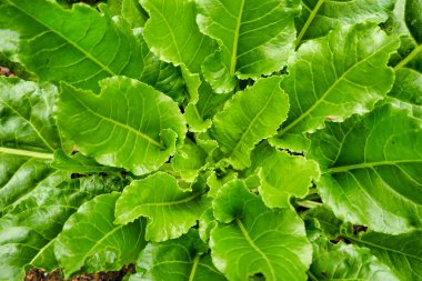 Kazma metodunu kullanarak sebze yatağında büyüyen ev yapımı Chard.