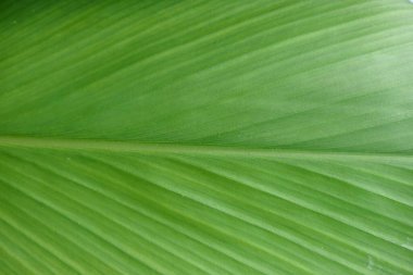 Zencefil familyasının bir üyesi olan zerdeçal bitkisinin (Curcuma longa) yaprağını kapat ve kökü gıdaya baharat katmak veya tıbbi amaçlar için kullanışlıdır.