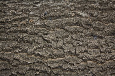 Duvar grisi sert yatay doku.