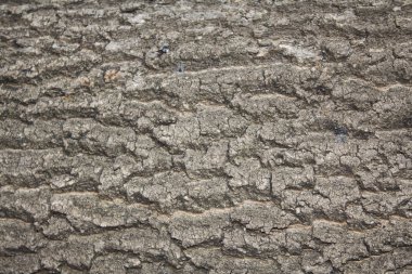 Duvar grisi sert yatay doku.