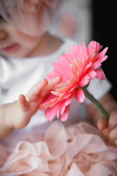 kız pembe gerbera dokunmak