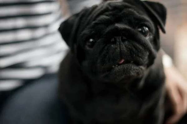 black pug is looking at the camera
