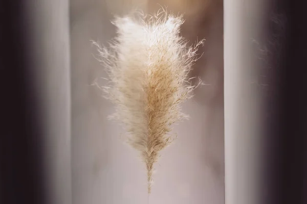 pampas çim yansıması