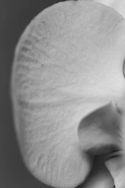 orkide yaprağı siyah ve wight fotoğraf