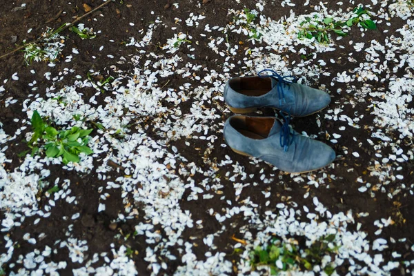 elma çiçeklenme ve mavi ayakkabı