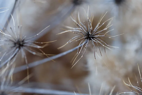 hogweed kurutulmuş çiçek makro photoshoot