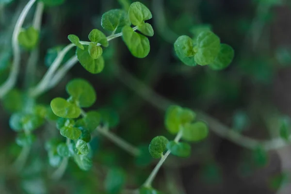 yeşil bitki makro photoshoot 
