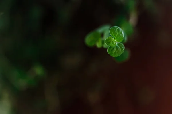 yeşil bitki makro photoshoot 