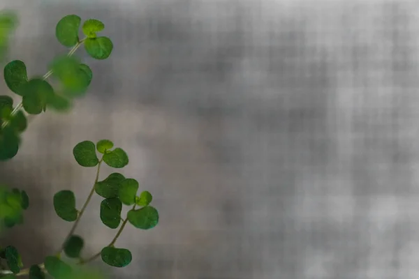 yeşil bitki makro photoshoot 