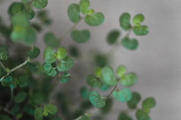 yeşil bitki makro photoshoot 