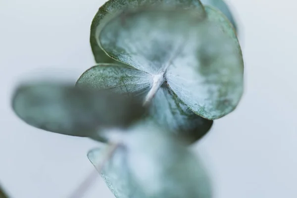 makro photoshoot okaliptüs kurutulmuş çiçek