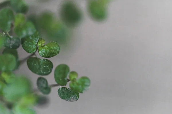 makro photoshoot okaliptüs kurutulmuş çiçek