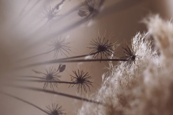 hogweed kurutulmuş çiçek makro photoshoot