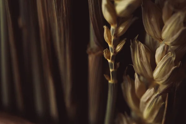 Macro Wheat Stalk Dried Flowers — Stock Photo, Image
