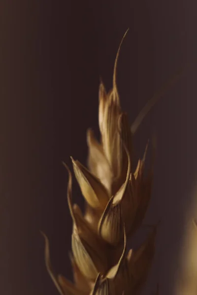 makro buğday kurutulmuş çiçekler