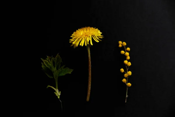 yeşil yaprak, karahindiba ve siyah arka plan ile mimoza