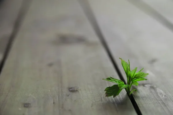 yeşil yaprak zemin yoluyla büyüyor