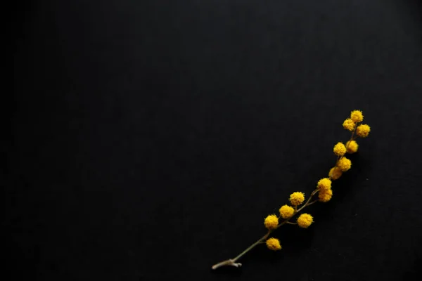 siyah arka plan üzerinde mimoza çiçek