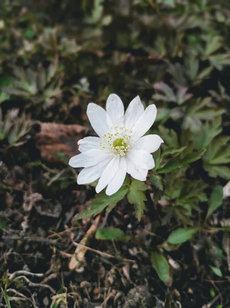 parkta çiçek açan kardelen