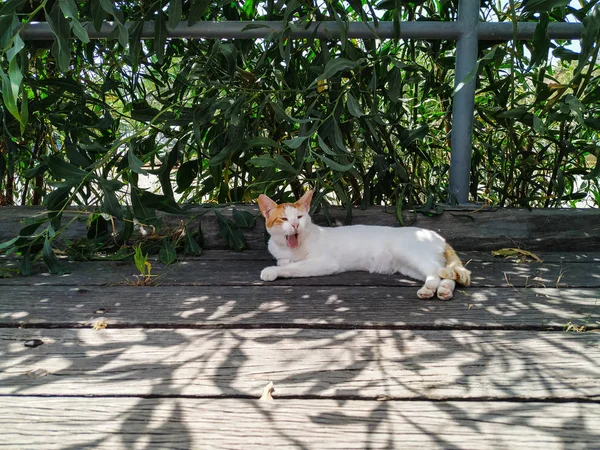 Ağacın gölgesindeki Kıbrıs kedisi