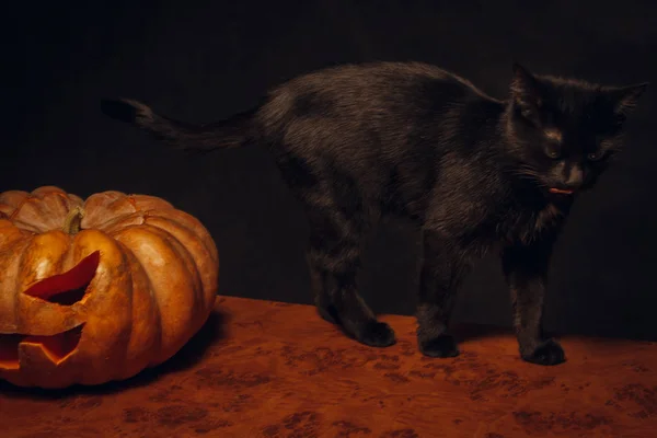 Black little cat with pumpkin — Stock Photo, Image