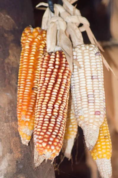 dried maize cobs hanging in an attic