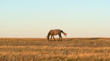 Kazakistan 'ın bozkırında bir at otluyor. Yüksek kalite fotoğraf