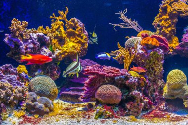 akvaryum içinde Monaco oceanographic müzesinde