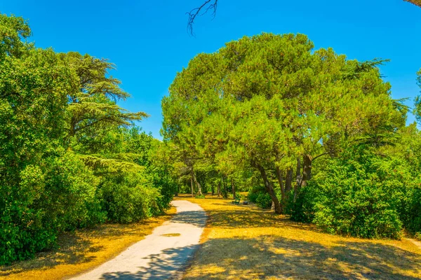 Tepe Park Turuncu Frangı — Stok fotoğraf