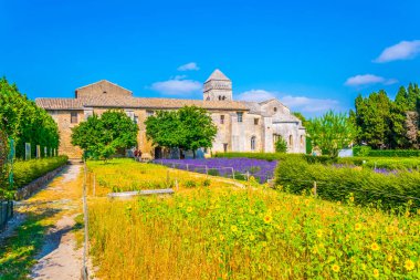 Lavanta Saint Paul de Mausole Frangı içinde manastır alanında