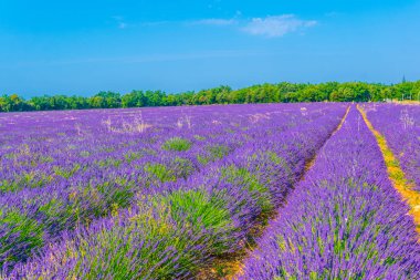 Luberon bölgesinde, Frangı lavanta alan