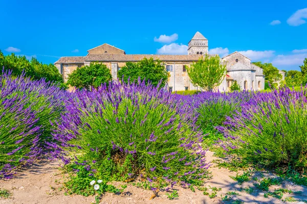 Λεβάντα Πεδίο Στο Μοναστήρι Του Saint Paul Mausole Φράγκο — Φωτογραφία Αρχείου