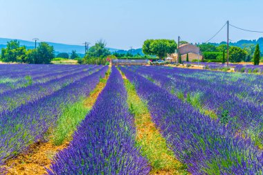 Luberon bölgesinde, Frangı lavanta alan
