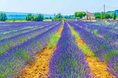 Luberon bölgesinde, Frangı lavanta alan