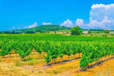 Frangı köyde Roussillon yakınındaki üzüm bağları
