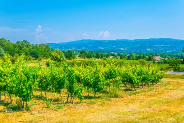 Frangı köyde Roussillon yakınındaki üzüm bağları