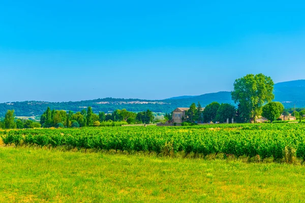 Vineyards Oppede Village Franc — Stock Photo, Image