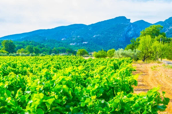 Vigneti Vicino Villaggio Oppede Franc — Foto Stock