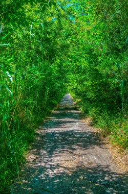 Albufera bataklıklar milli park Mallorca, Spai