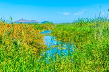 Albufera bataklıklar milli park Mallorca, Spai
