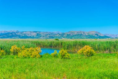 Albufera bataklıklar milli park Mallorca, Spai