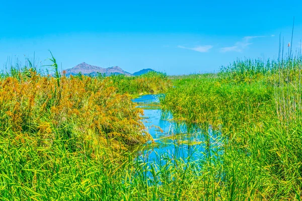 Marismas Del Parque Nacional Albufera Mallorca Spai —  Fotos de Stock