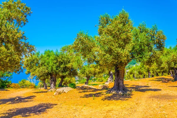 Trädgårdar Vid Monestir Miramar Mallorca Spai — Stockfoto